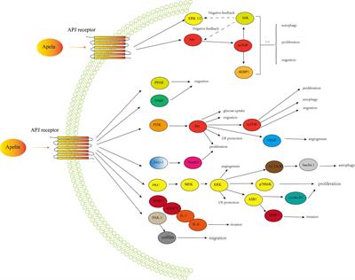 Study Progression of Apelin/APJ Signaling and Apela in Different Types of Cancer